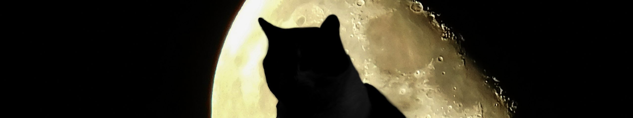 La vie nocturne des animaux